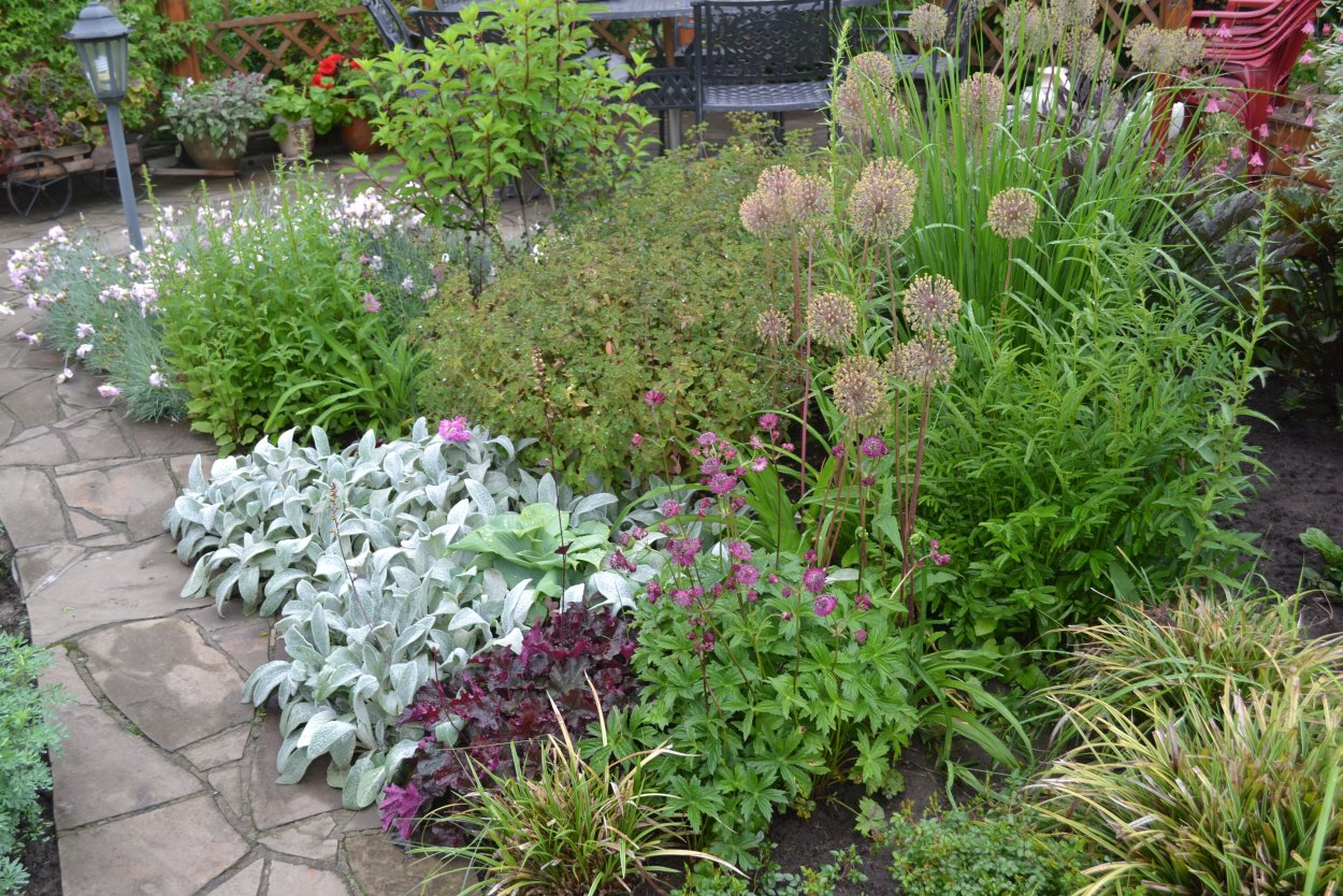 Барашки ушки растения