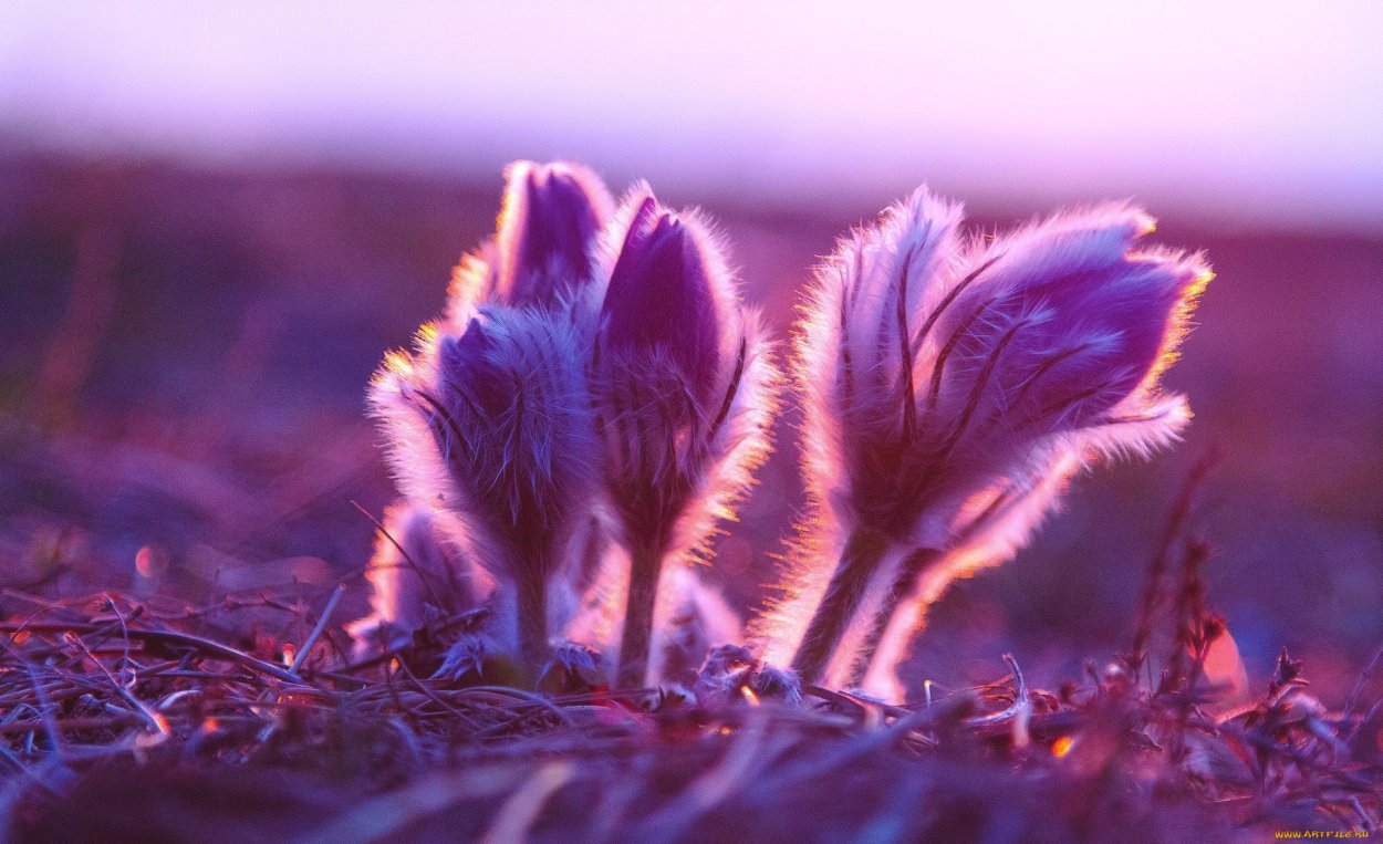 Весенний медведь