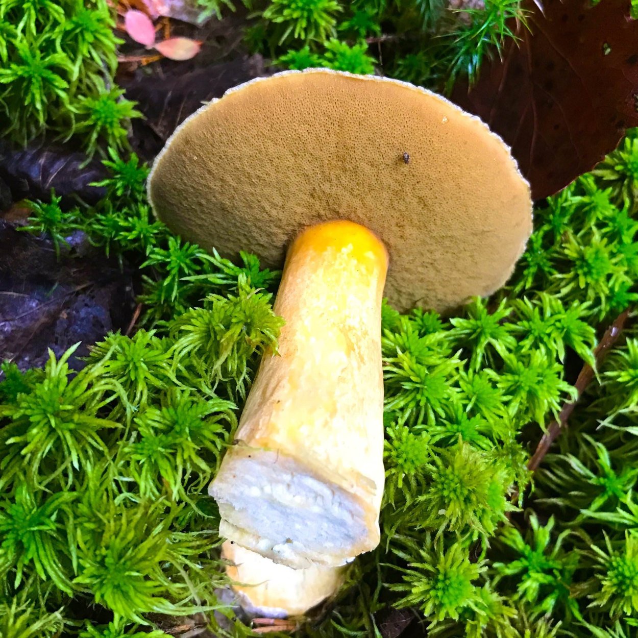 Трутовик чешуйчатый Polyporus squamosus съедобный