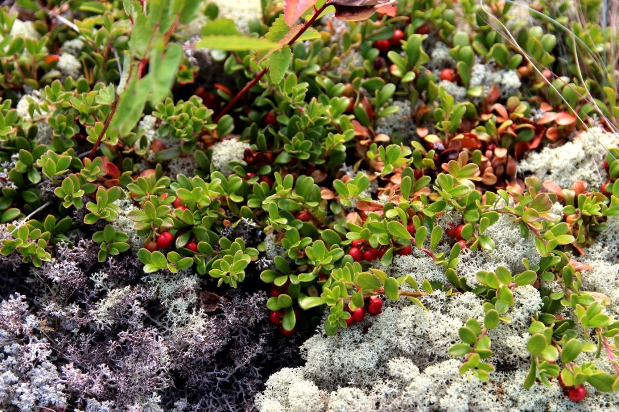 Verbascum Thapsus коровяк обыкновенный