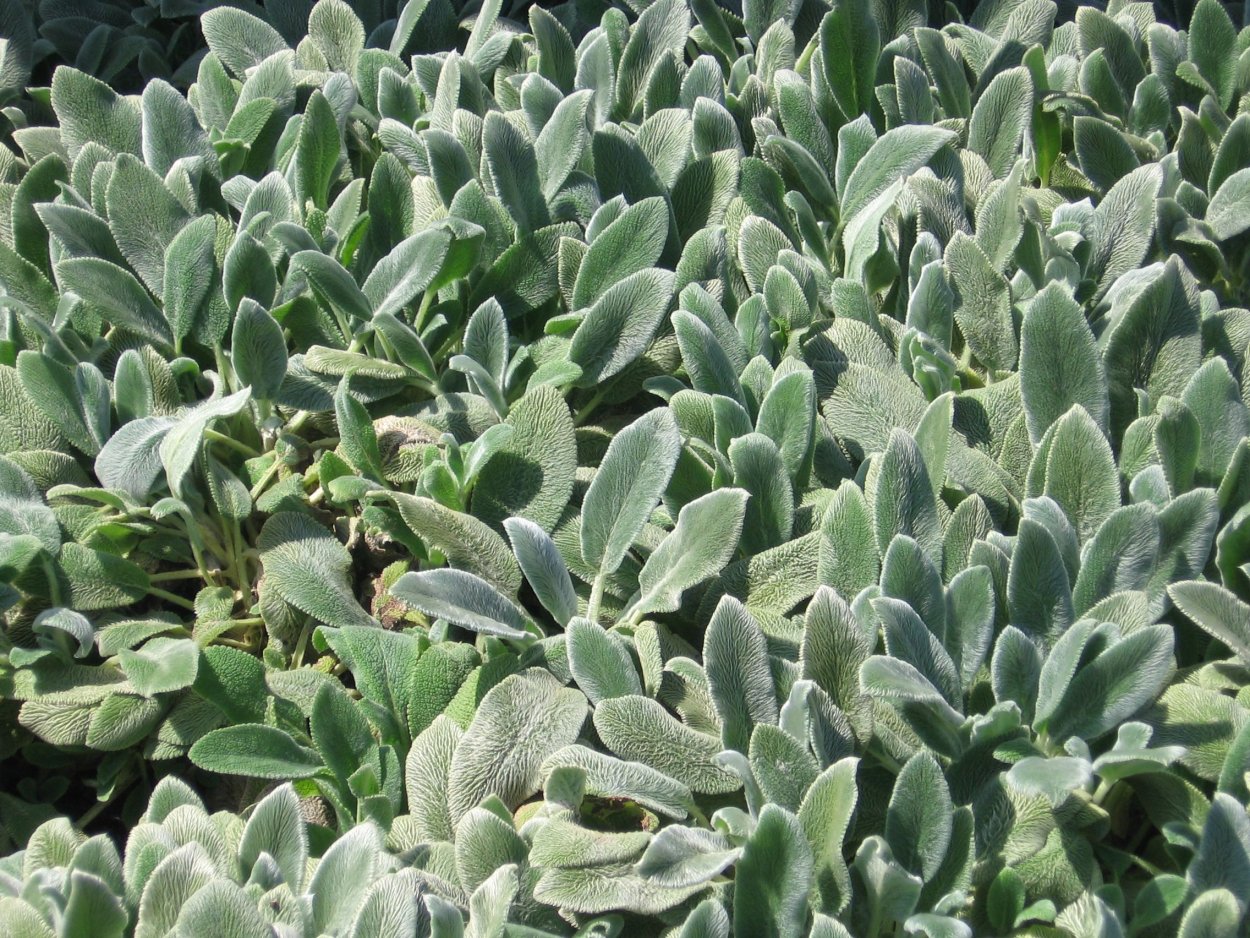 Стахис шерстистый 'Silver Carpet'