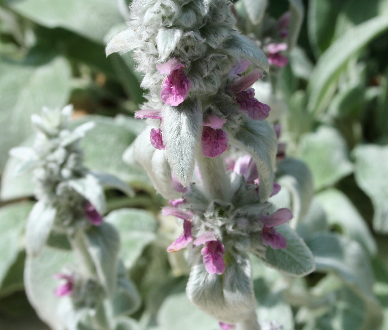 Растение чистец шерстистый