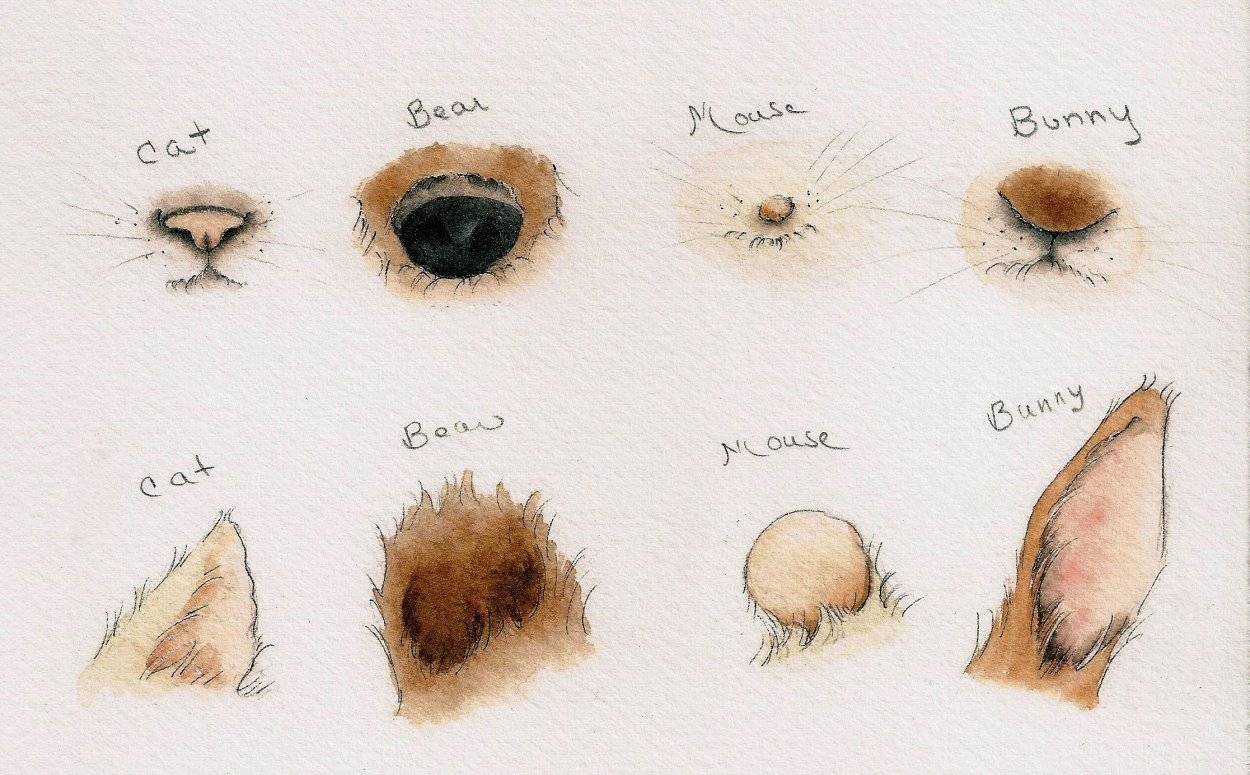 Стахис шерстистый чистец Византийский