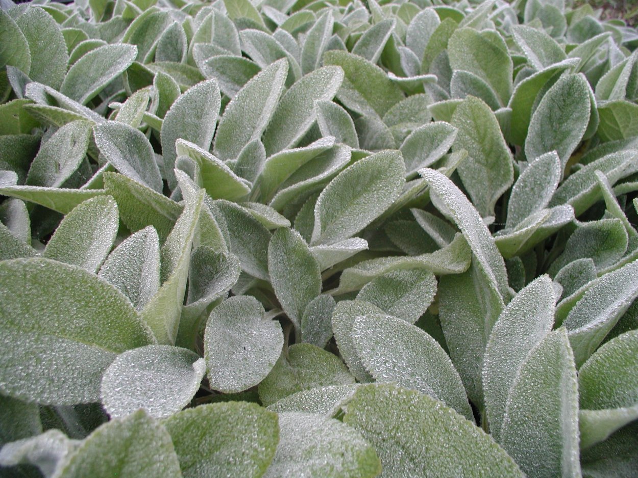 Заяц в поле