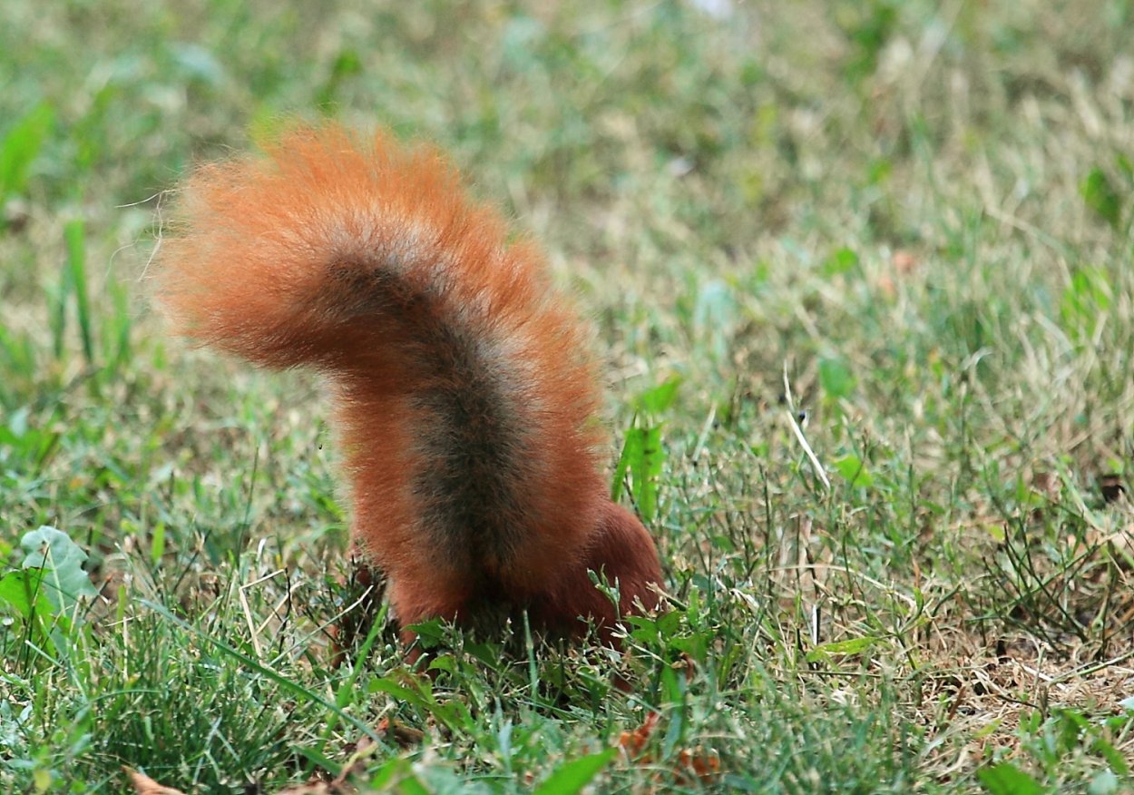 Екатерина Бородачева художник иллюстратор три медведя