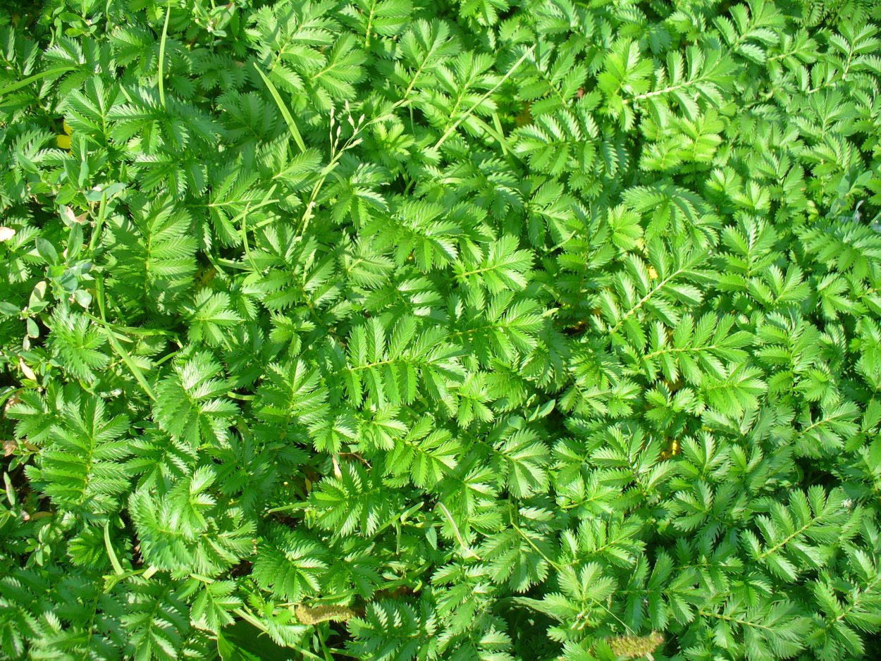 Толокнянка обыкновенная (Arctostaphylos UVA-ursi (l.) Spreng.)