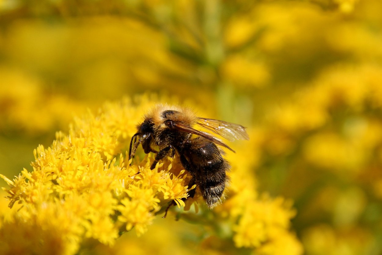 Рапс медоносное растение