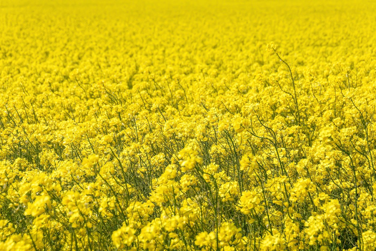 Желтая медоносная трава