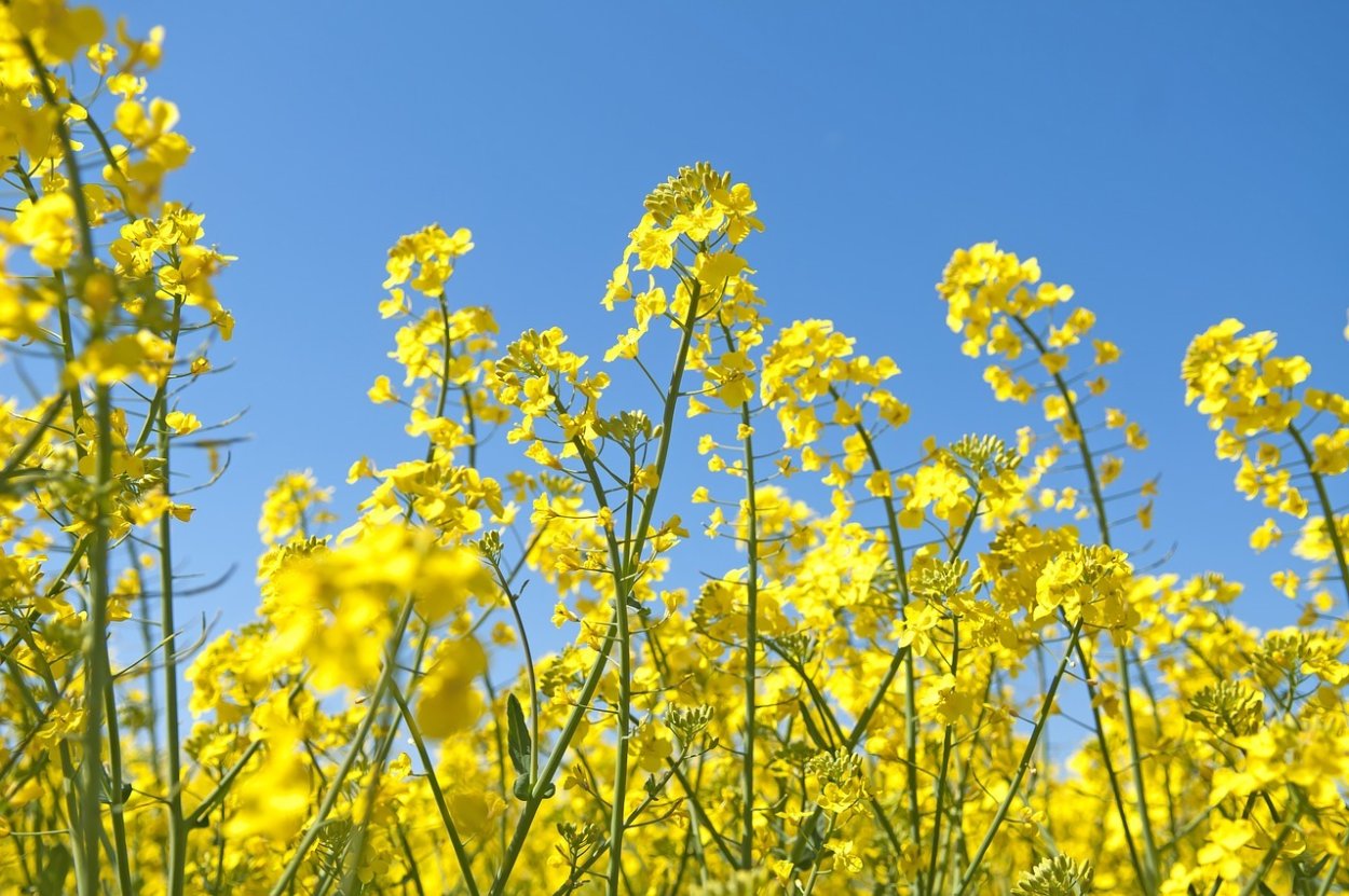 Сурепка масличная