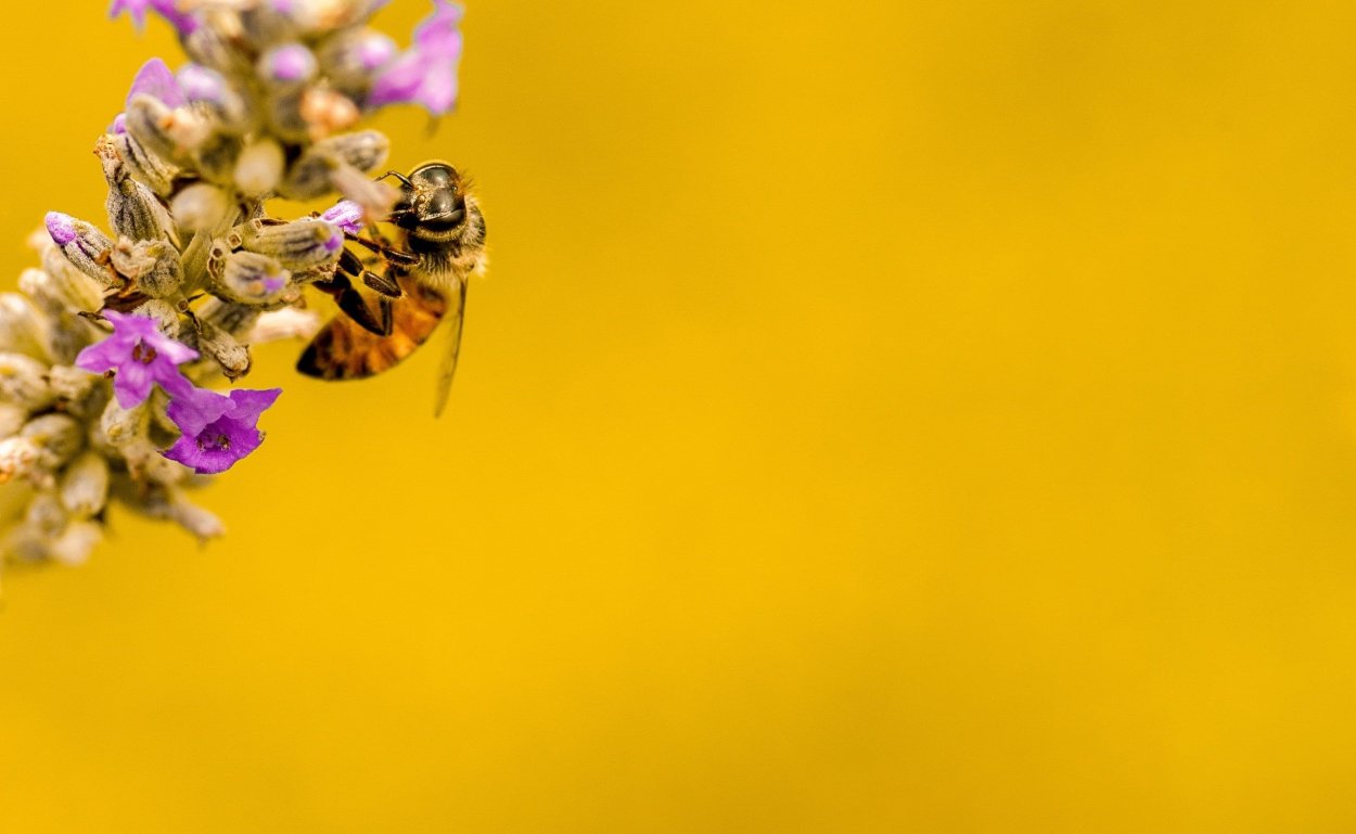 Цветочная пыльца пчела