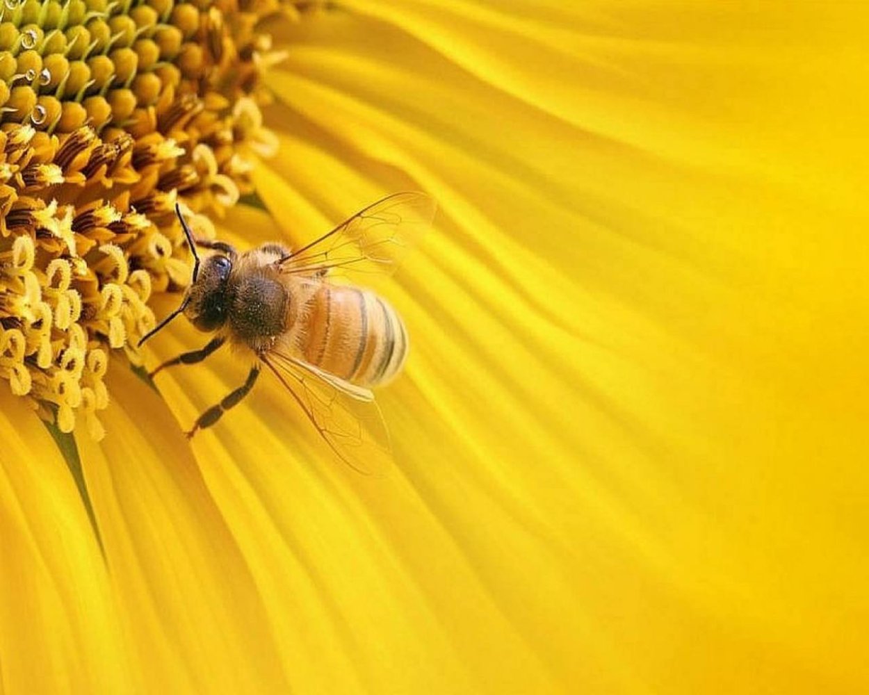 Сурепица сидерат