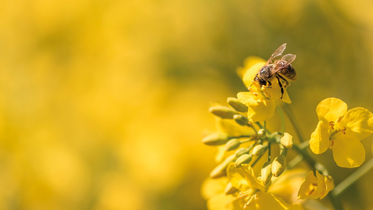 Горчица Луговая