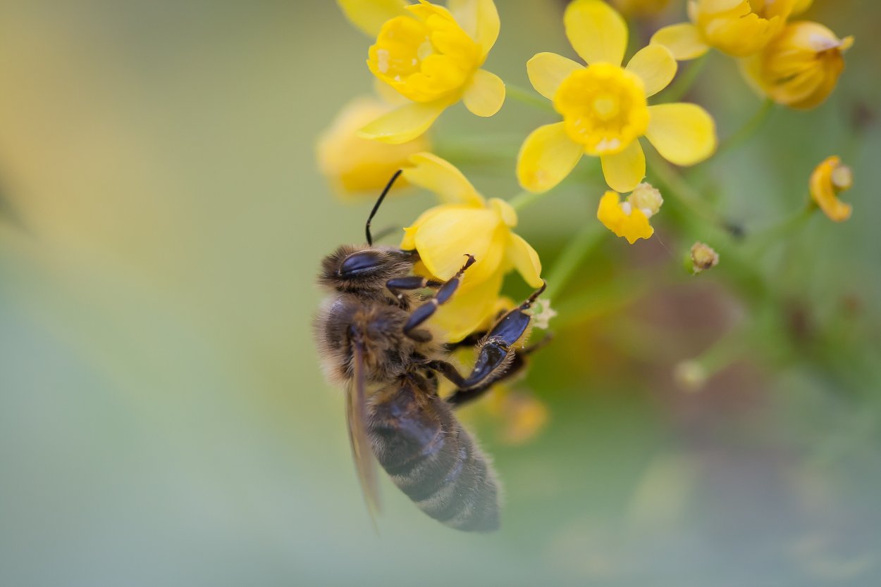 Пчела и нектар и мед