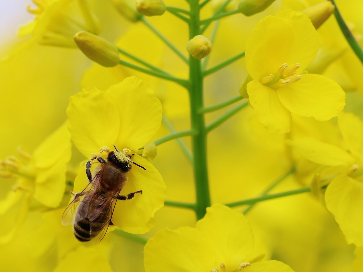 Дикая медоносная пчела