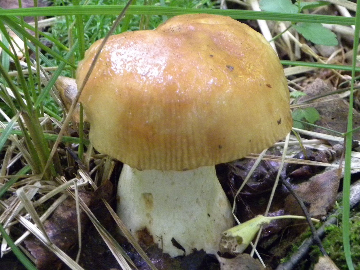 Кульбики грибы