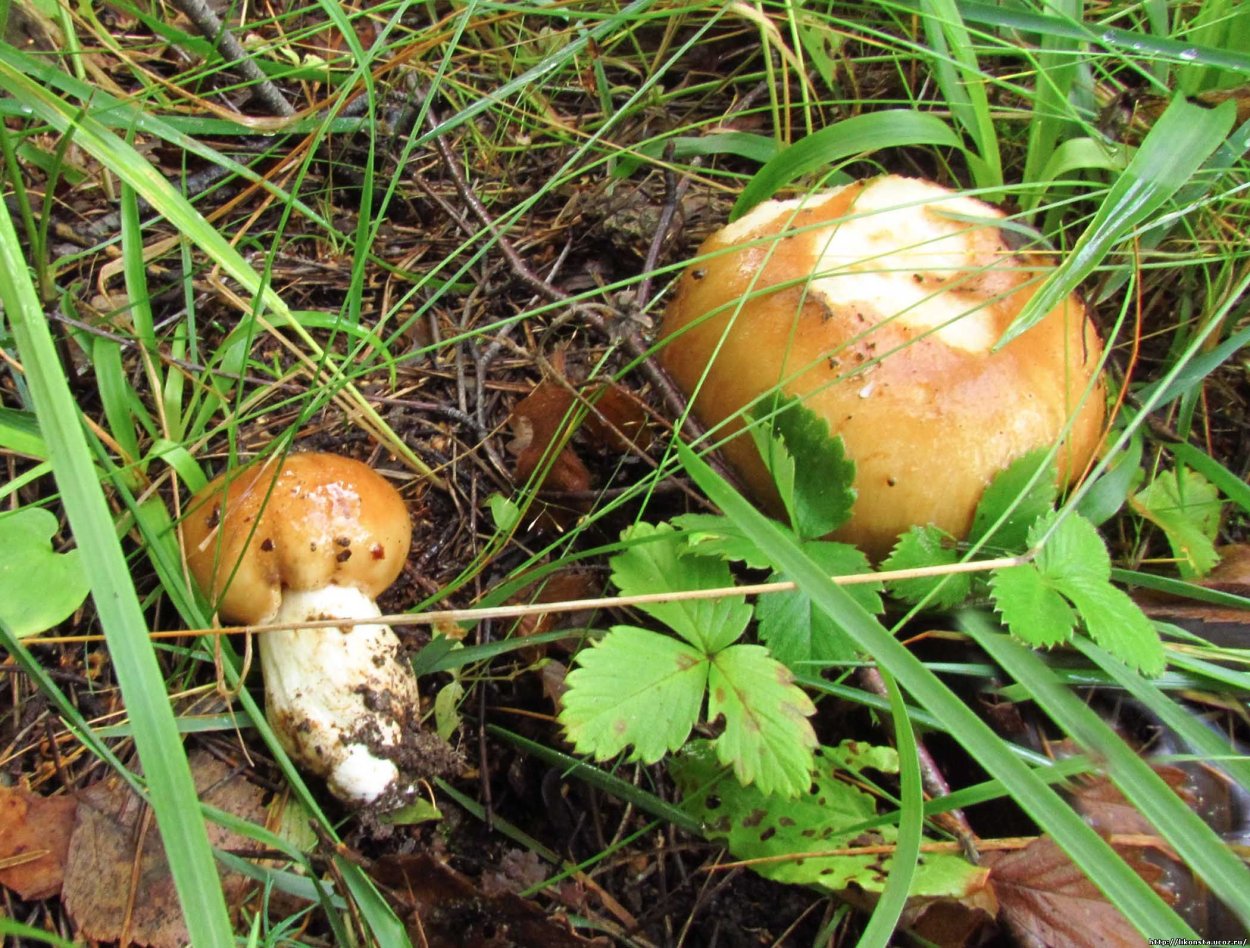 Осенний гриб Валуй