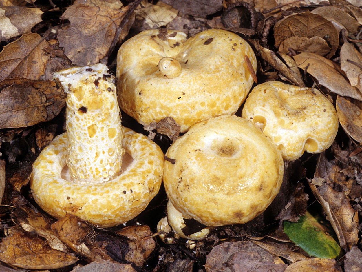 Груздь бахромистый Lactarius citriolens
