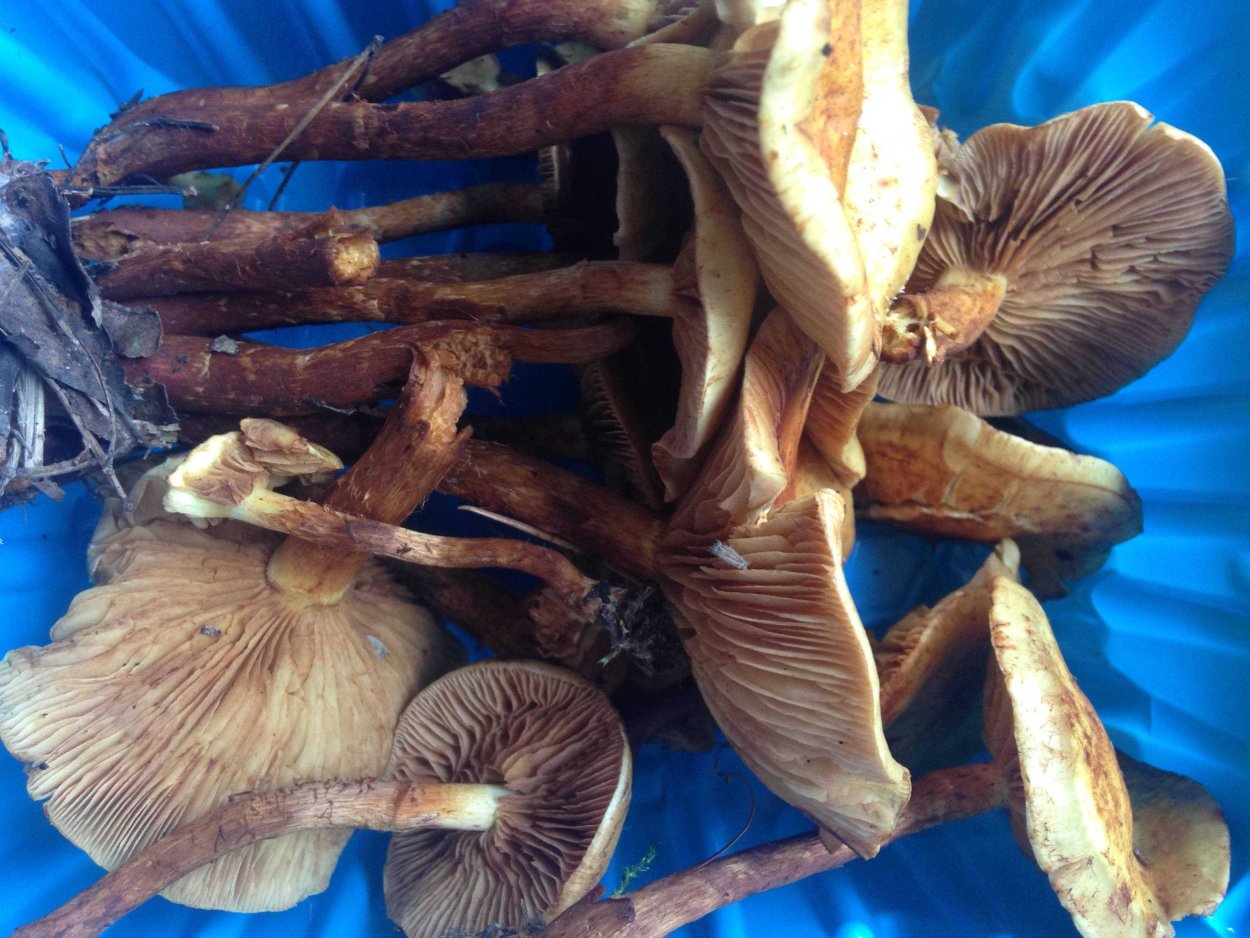 Морские склизкие грибы