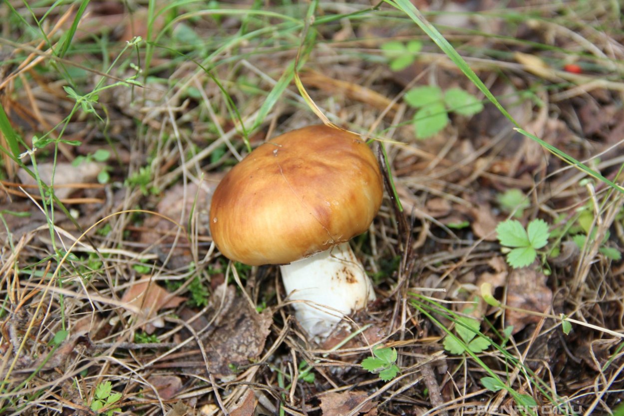 Гриб Валуй Крымский