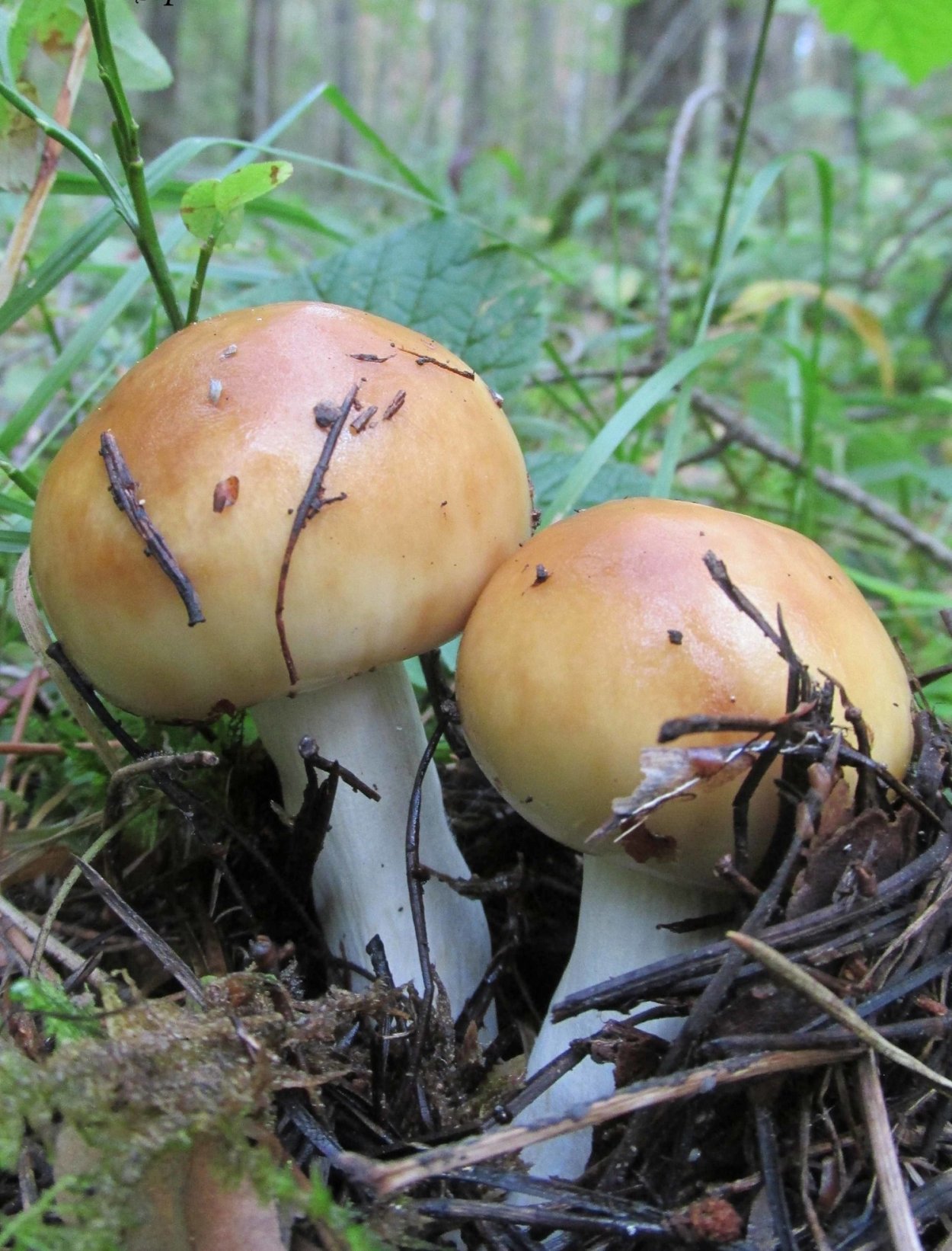 Валуй (Russula Foetens)