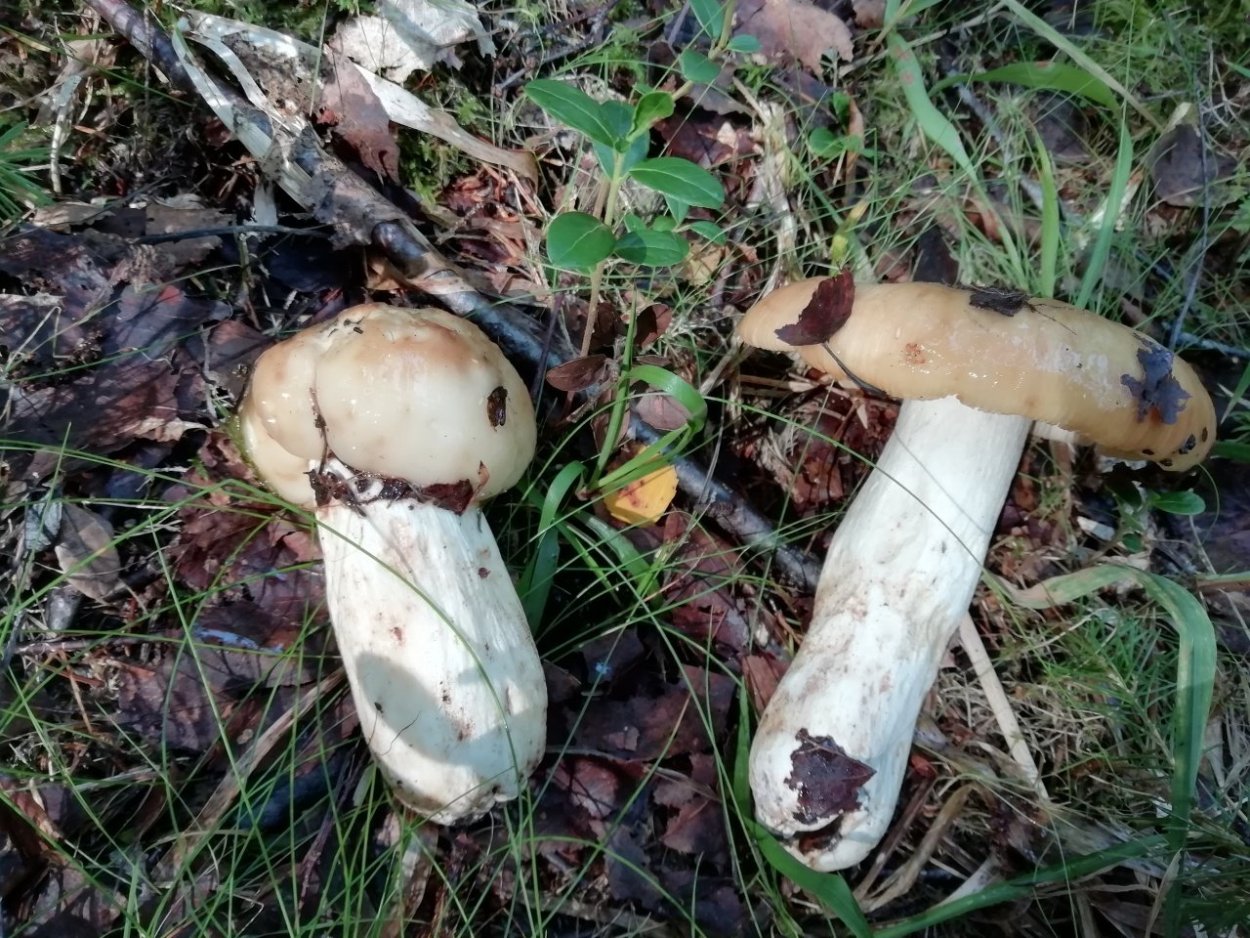 Валуй гриб слизь