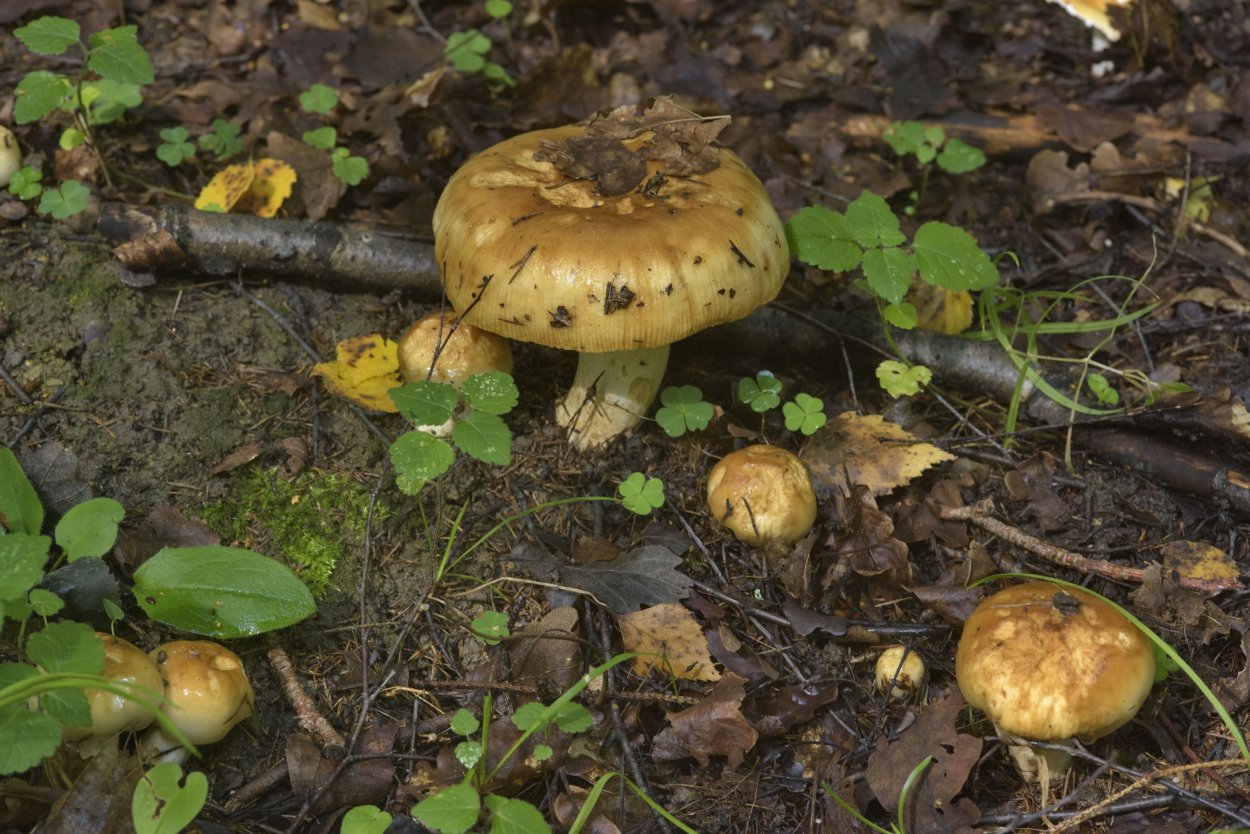 Валуй гриб Russula Foetens