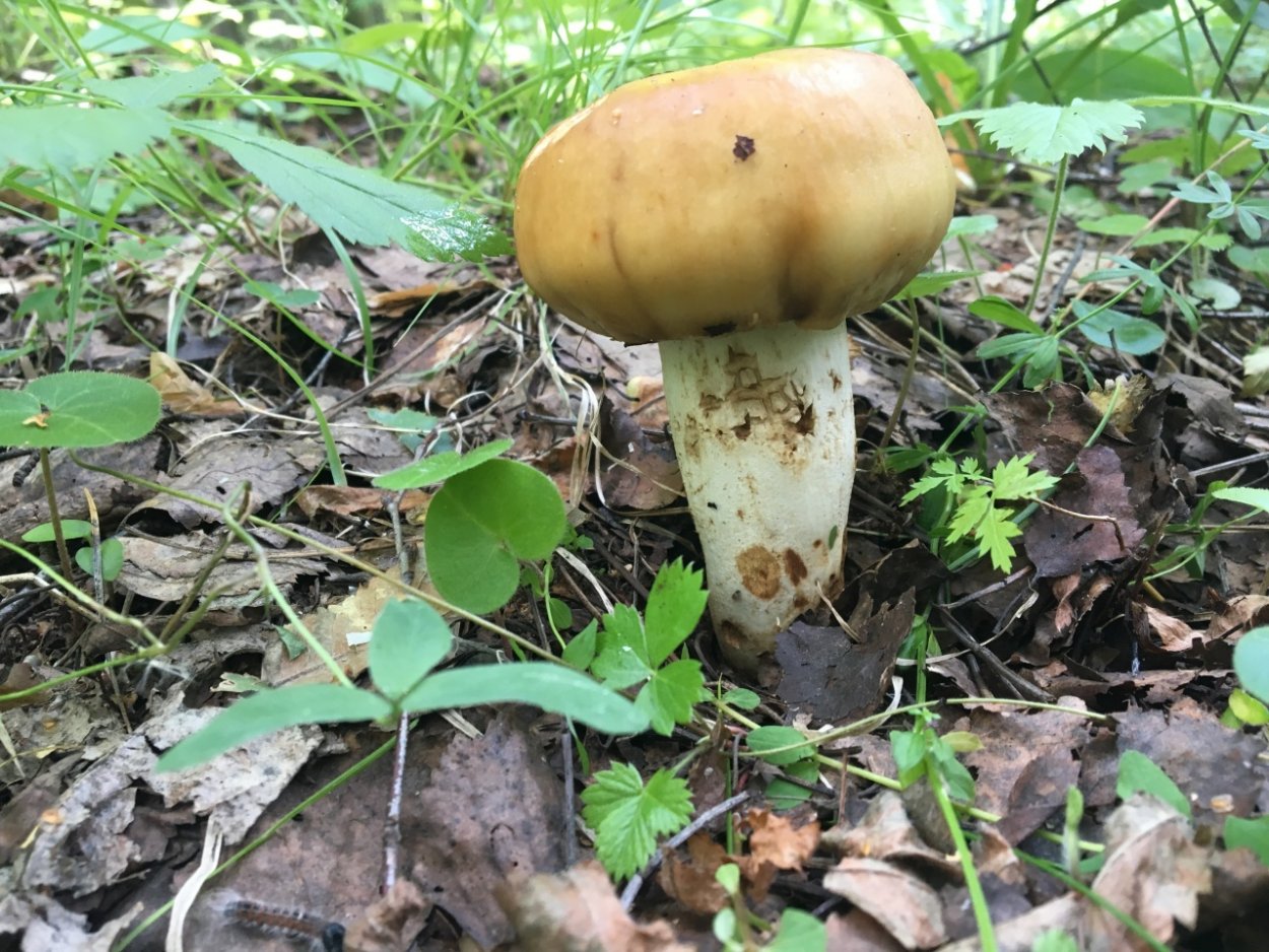 Валуй (гриб) и маслята