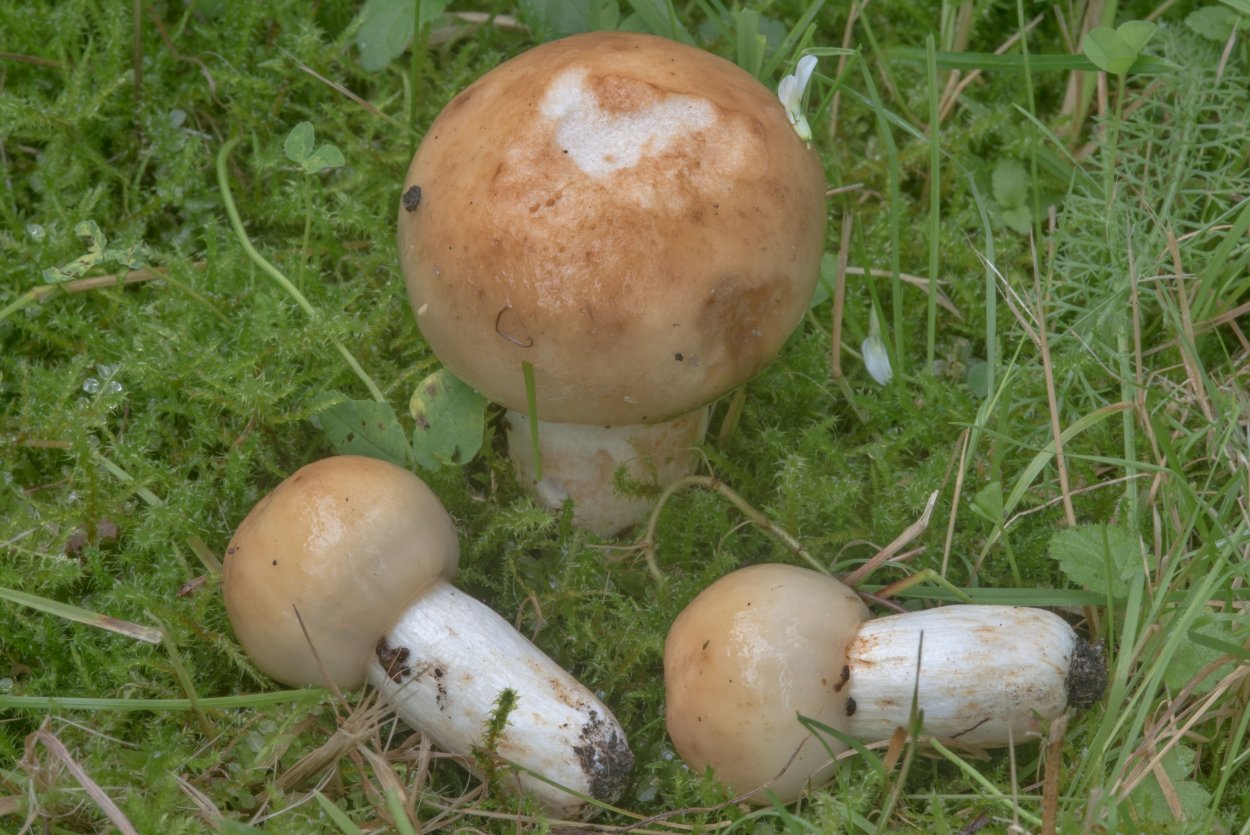 Съедобный гриб кульбик