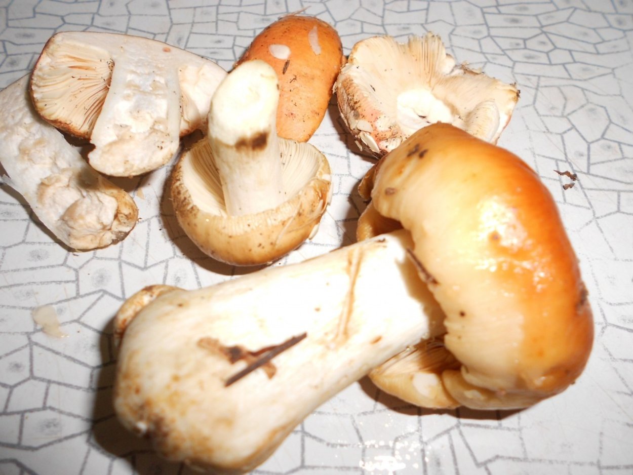 Валуй (гриб)