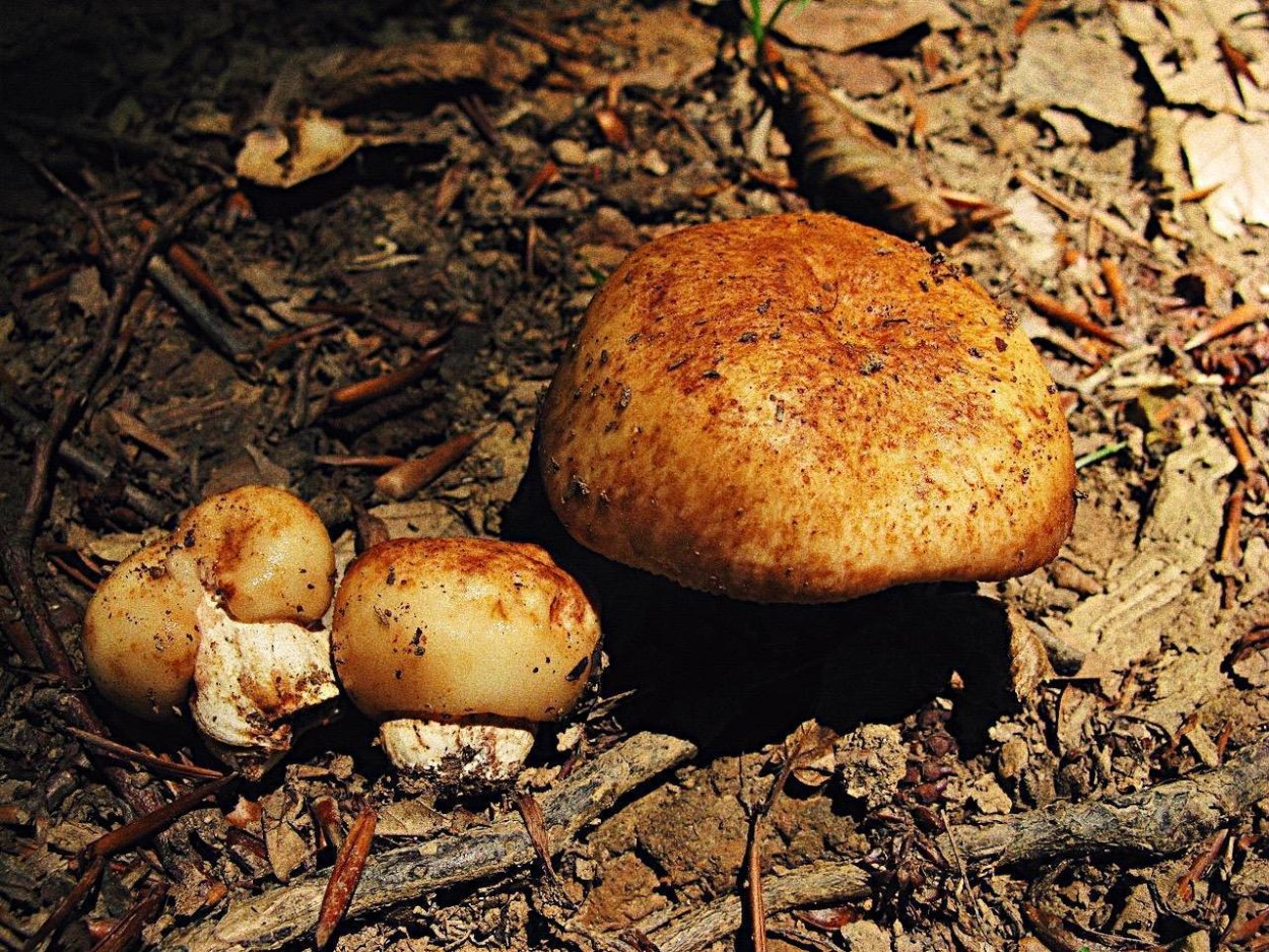 Валуй (Russula Foetens)