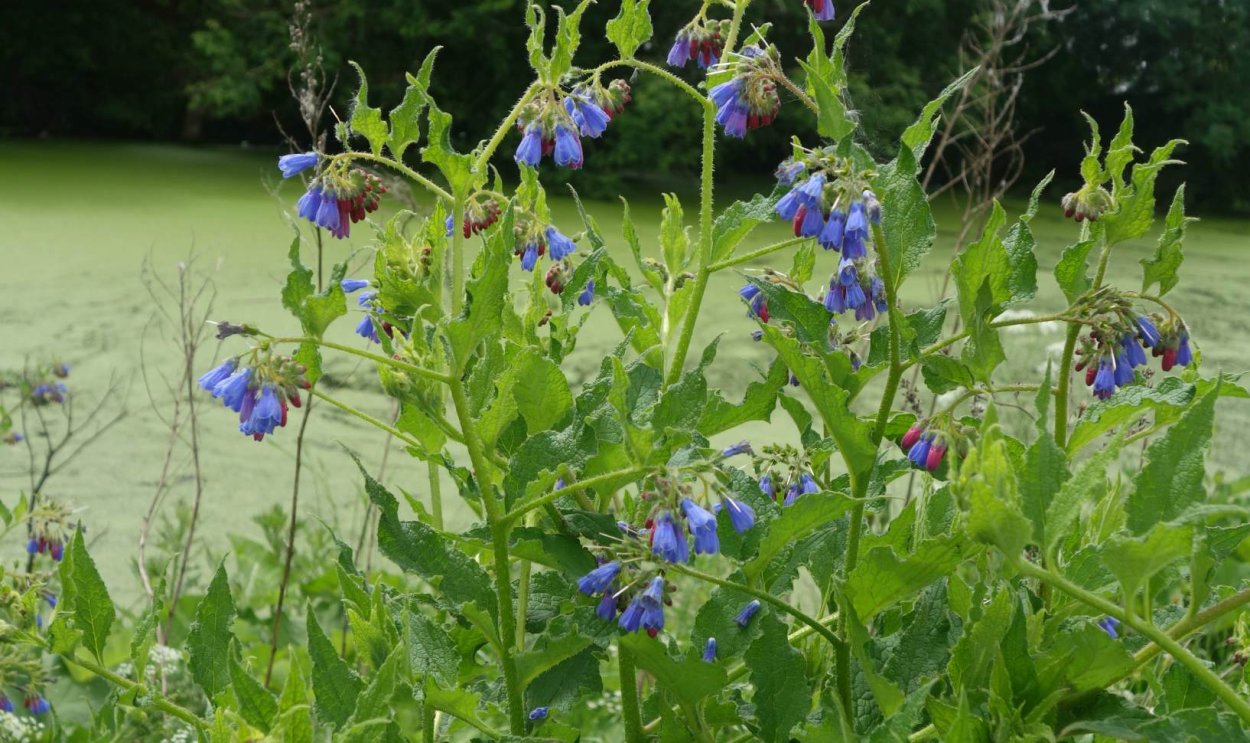 Живокост лекарственный окопник