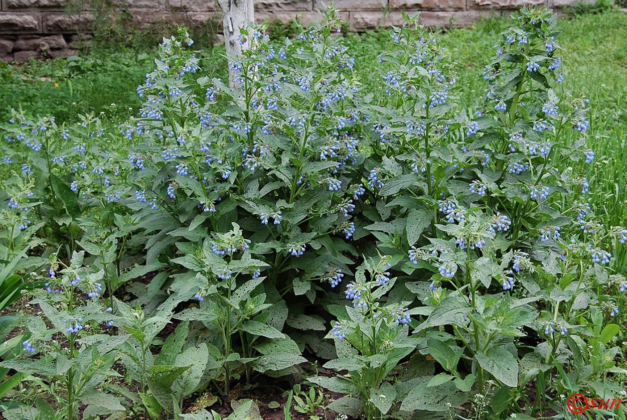 Окопник лекарственный и чернокорень