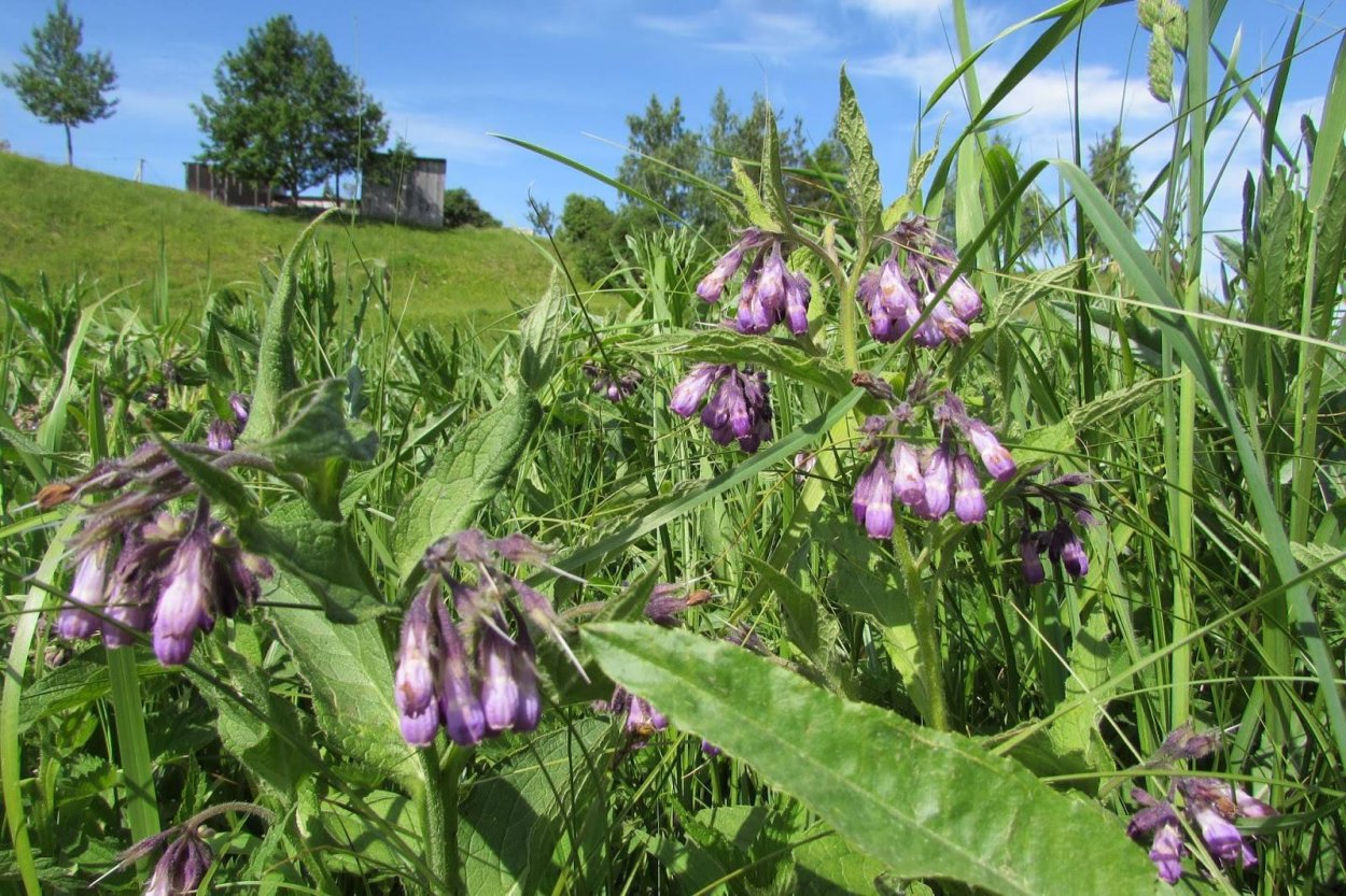 Окопник лекарственный (обыкновенный)