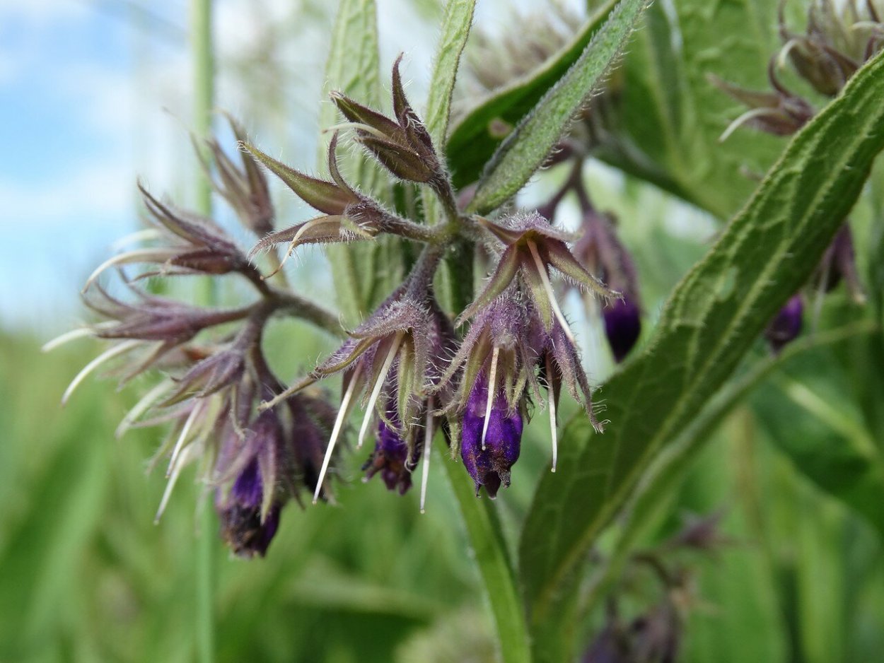 Symphytum officinale окопник