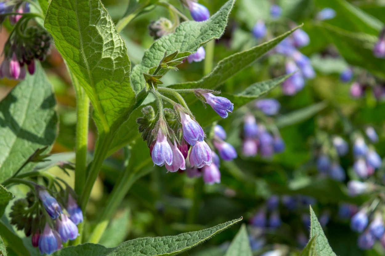 Окопник кавказский Symphytum caucasicum