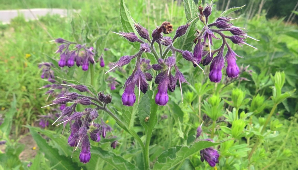 Окопник лекарственный (Sýmphytum officinále)