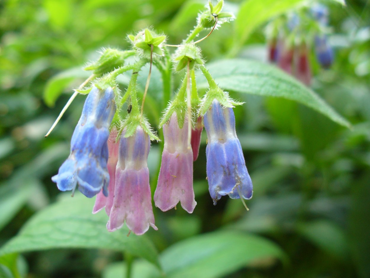Живокост лекарственный окопник