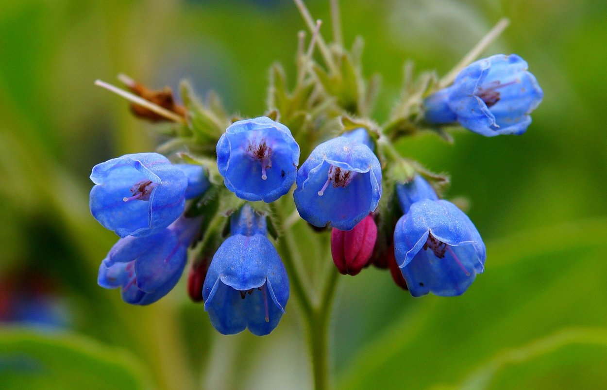 Голубые цветочки окопник