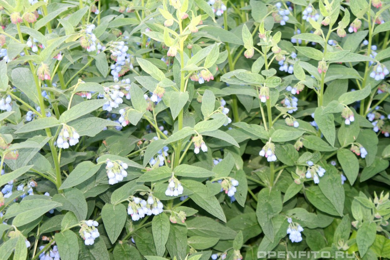 Окопник шероховатый