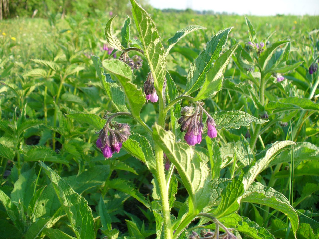 Окопник огуречная трава