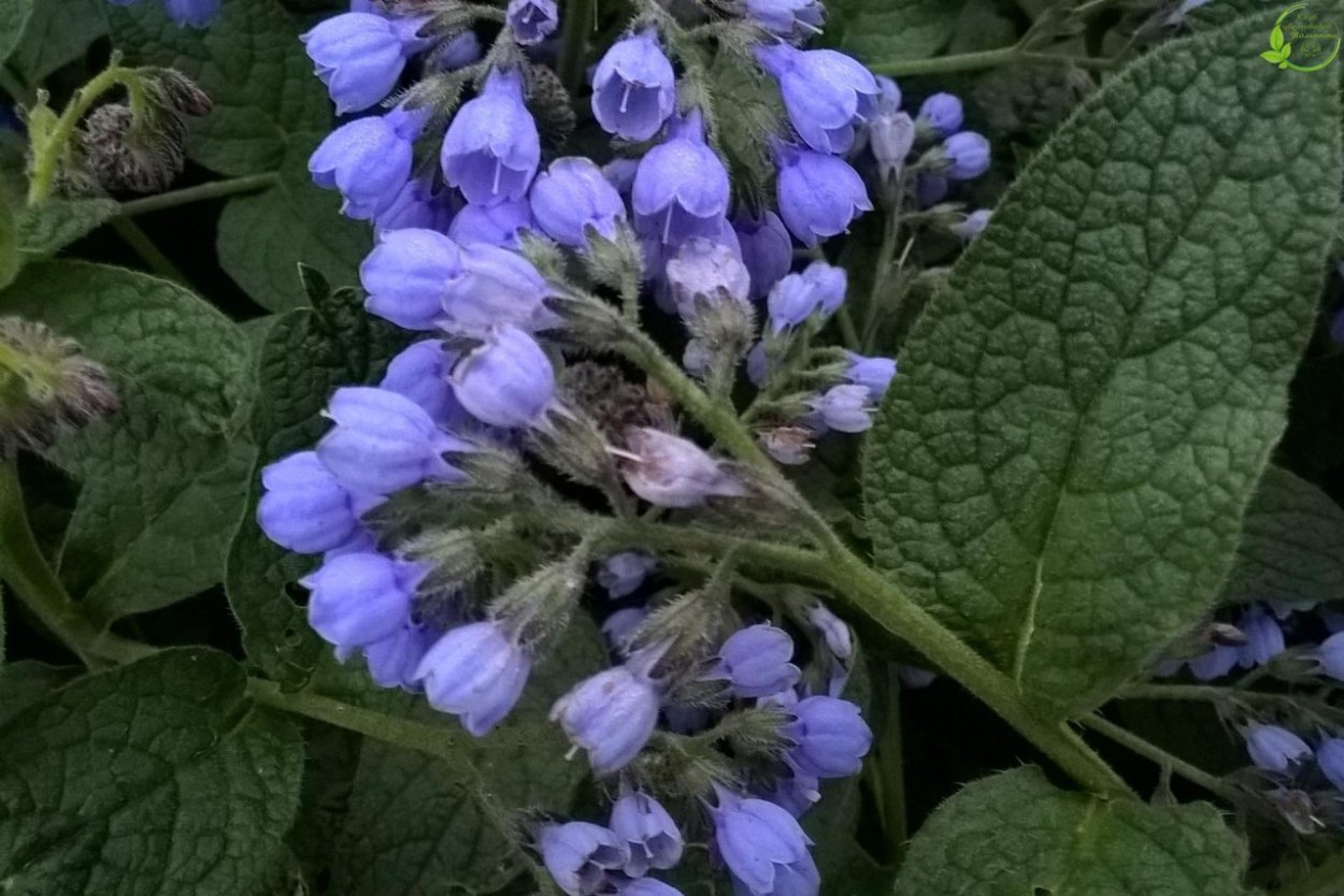 Живокост лекарственный окопник