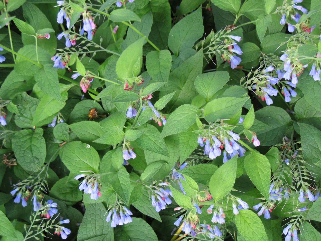 Живокост лекарственный окопник