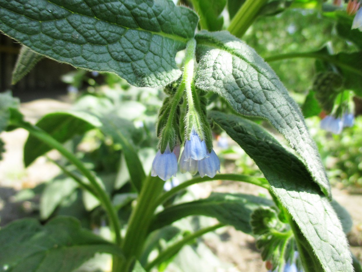 Живокост лекарственный окопник