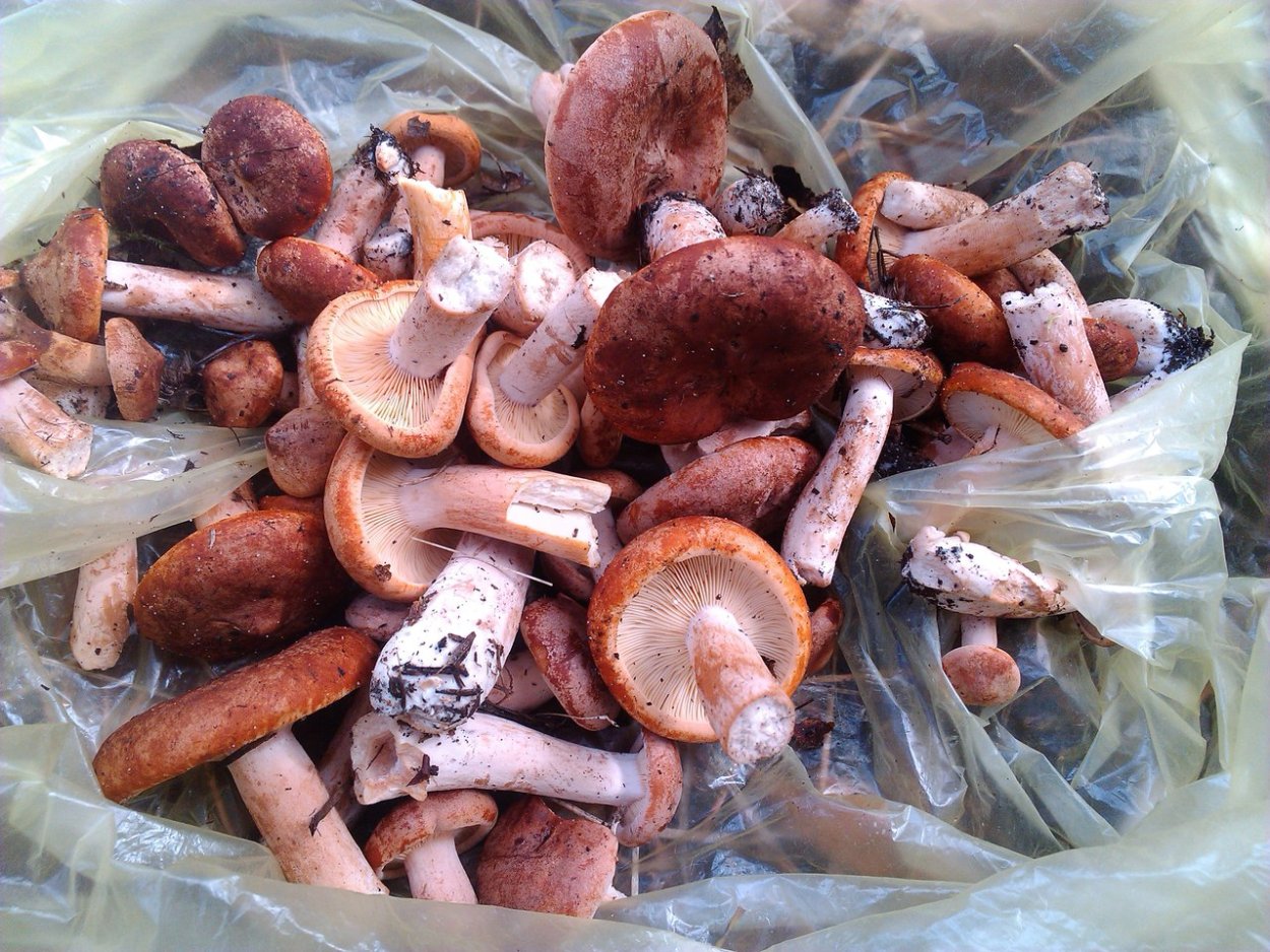 Горькушки ложные