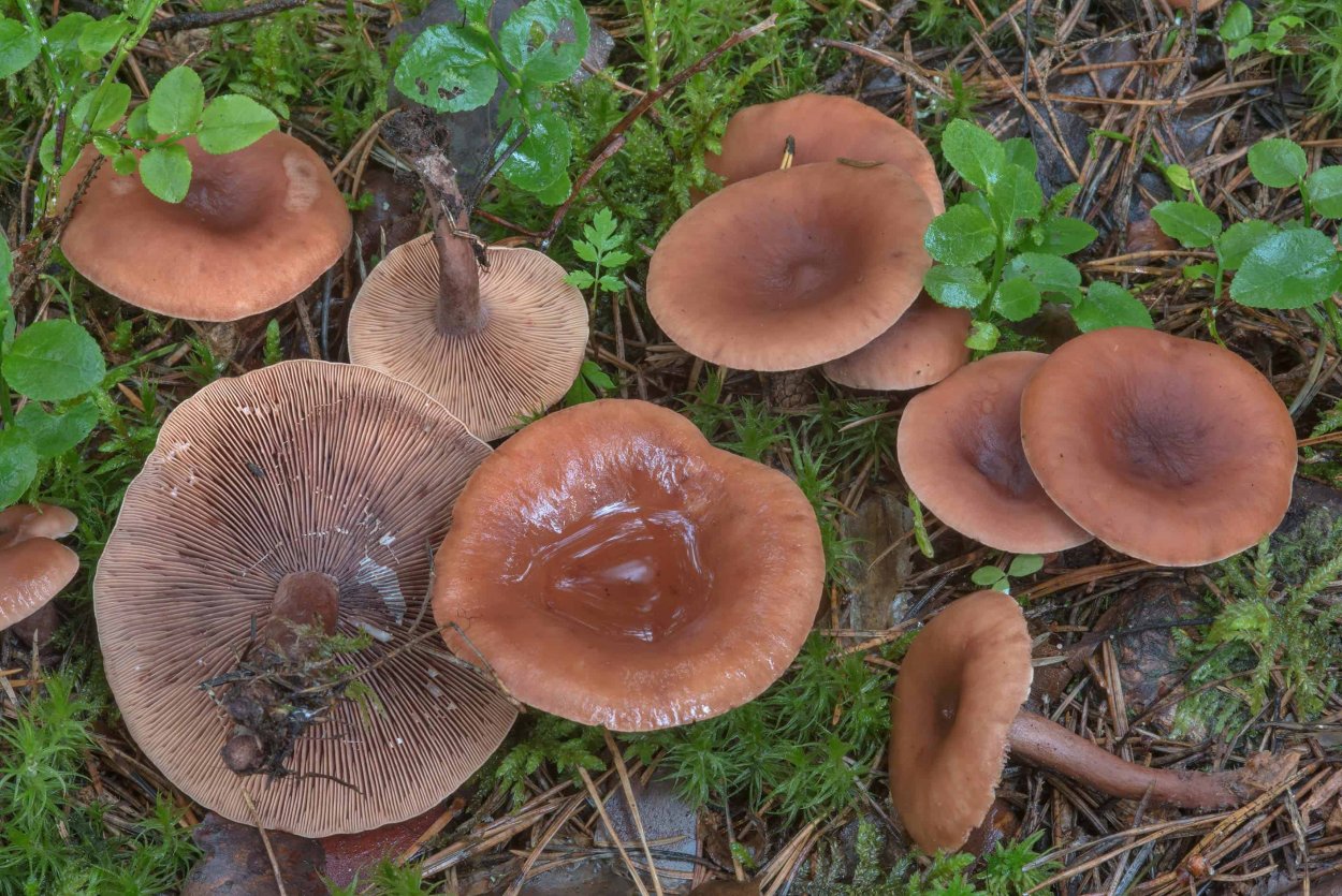 Млечник камфорный Lactarius camphoratus