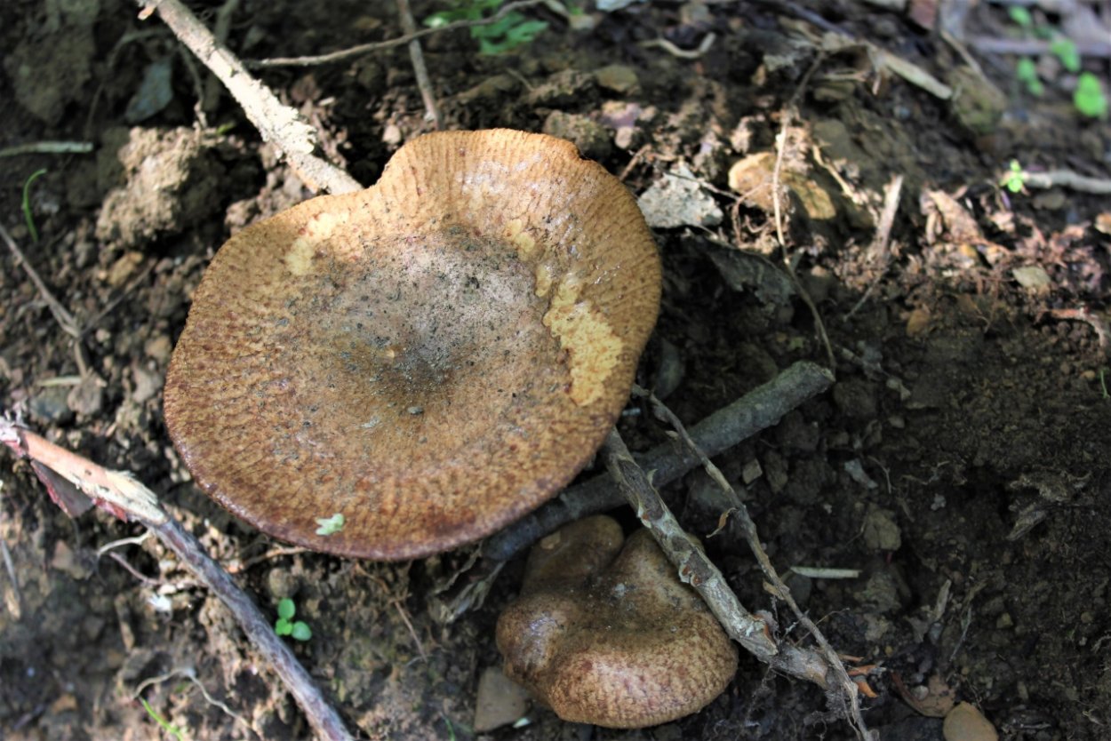 Свинушки чернушки грибы