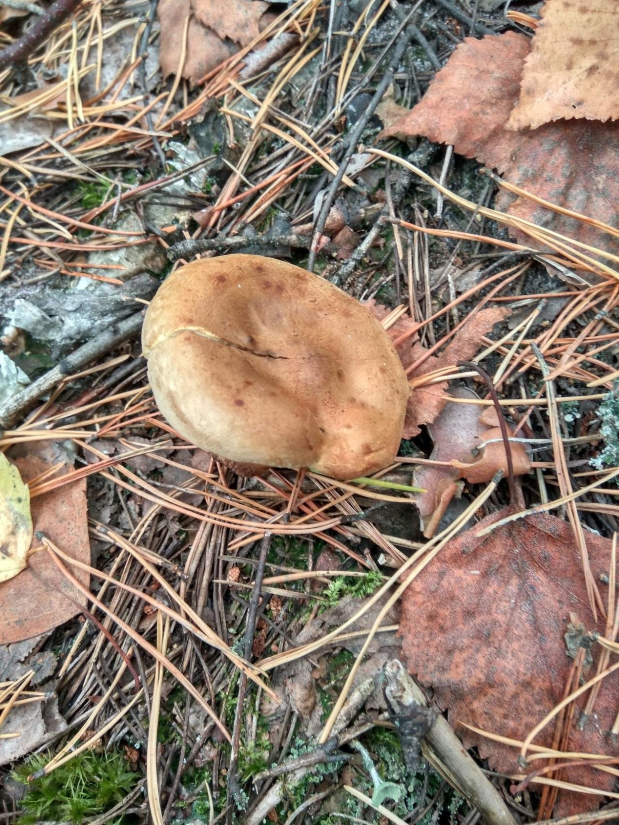 Свинушка Ольховая съедобная