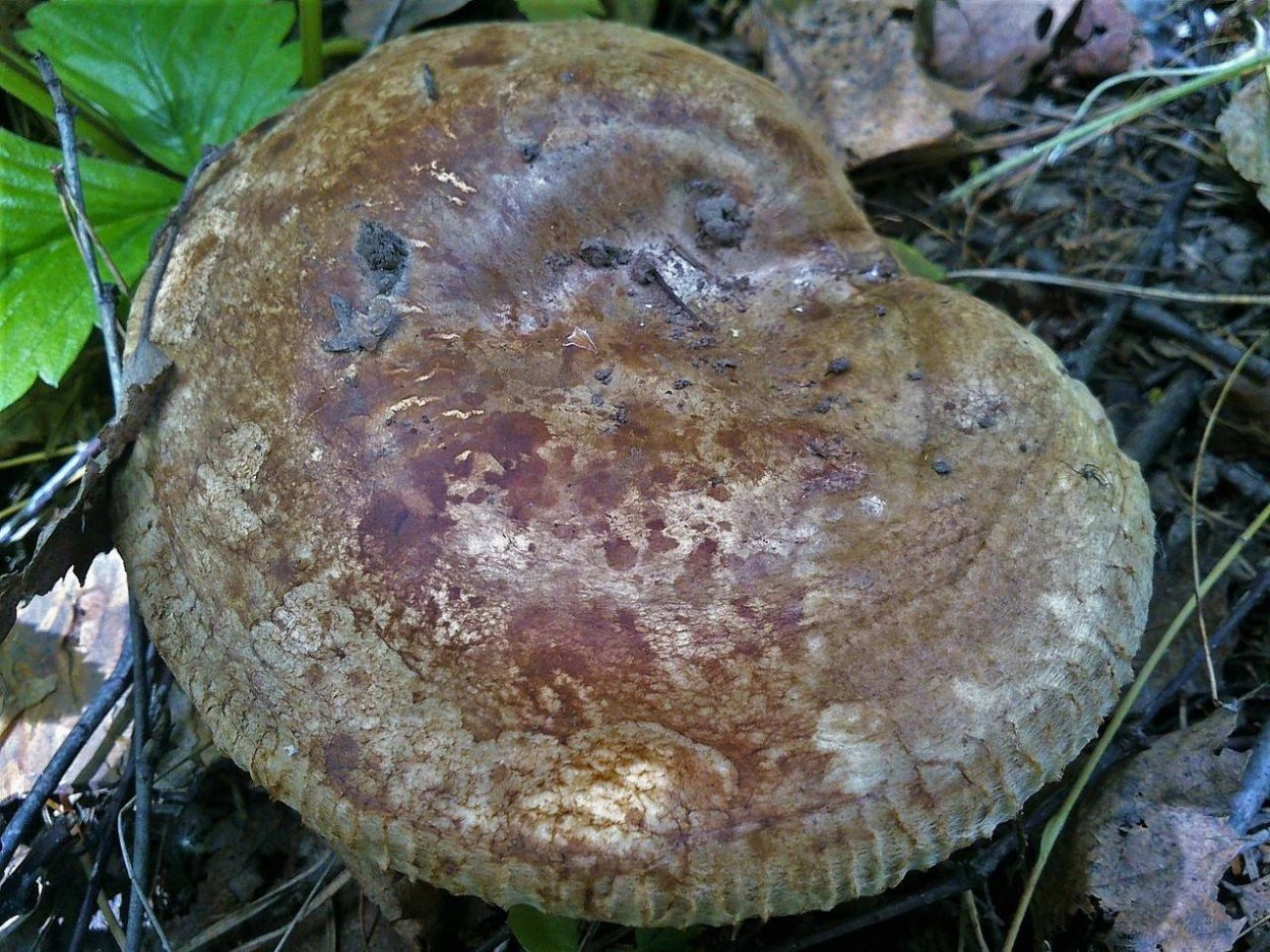Груздь настоящий (Lactarius resimus)