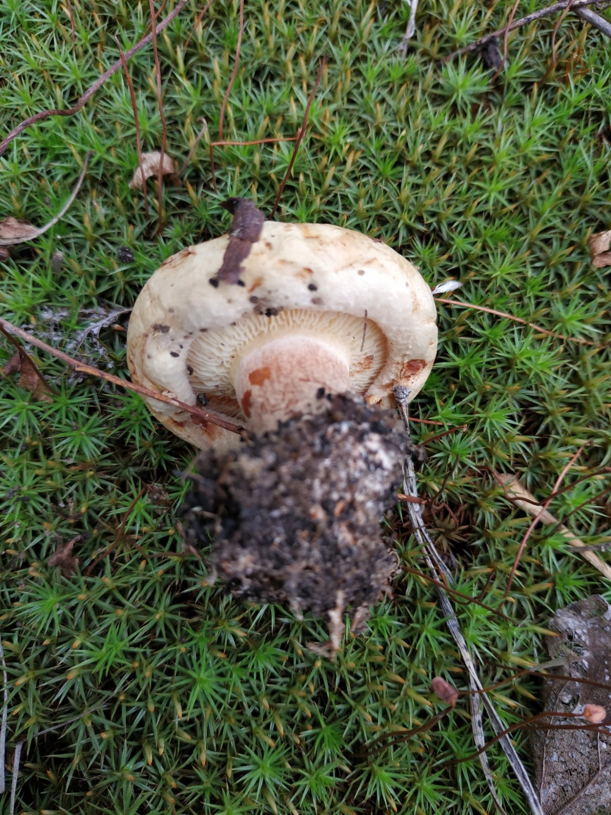 Грибы пластинчатые свинушка толстая