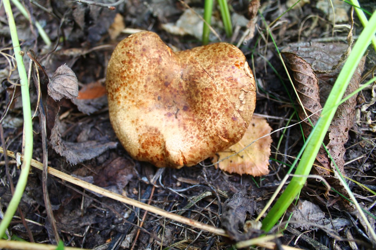 Свинушка Paxillus rubicundulus